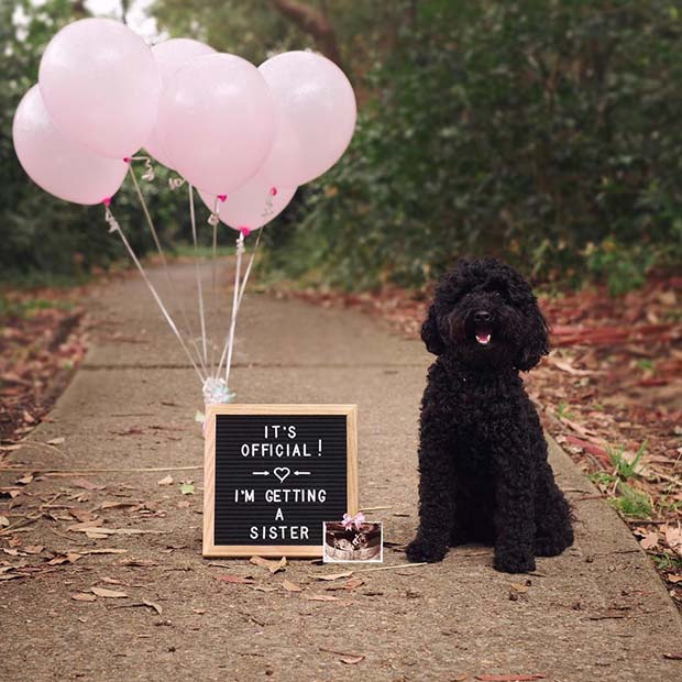 Pet Pregnancy Announcement Idea